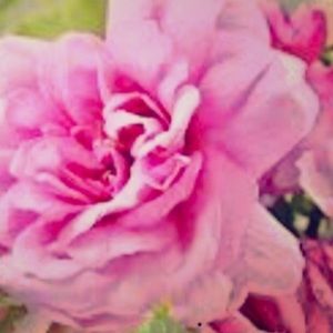 Meet your Posher, Blingy